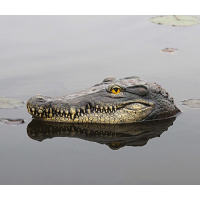 Głowa krokodyla dekoracja oczka wodnego za 47,99 zł w Shopee